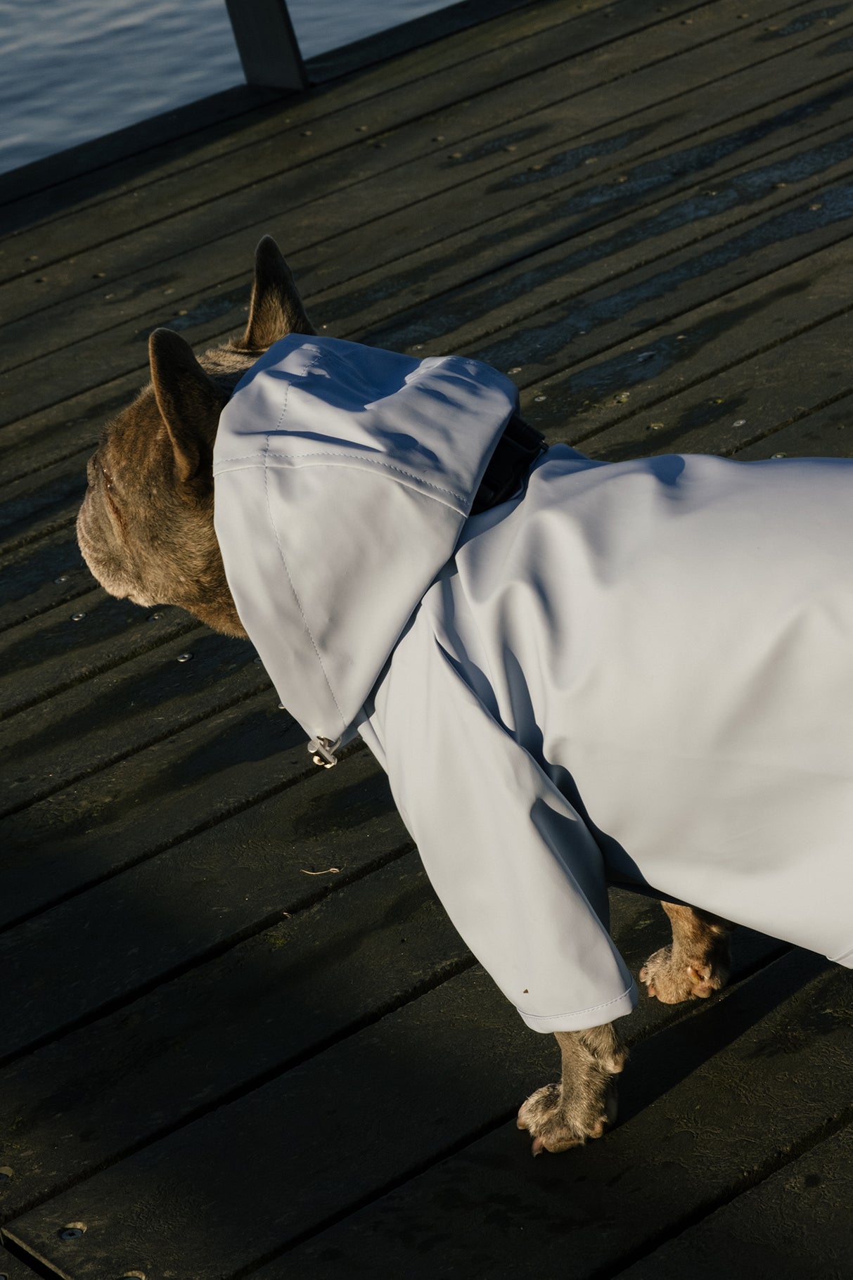 Köpek Yağmurluk - Mavi