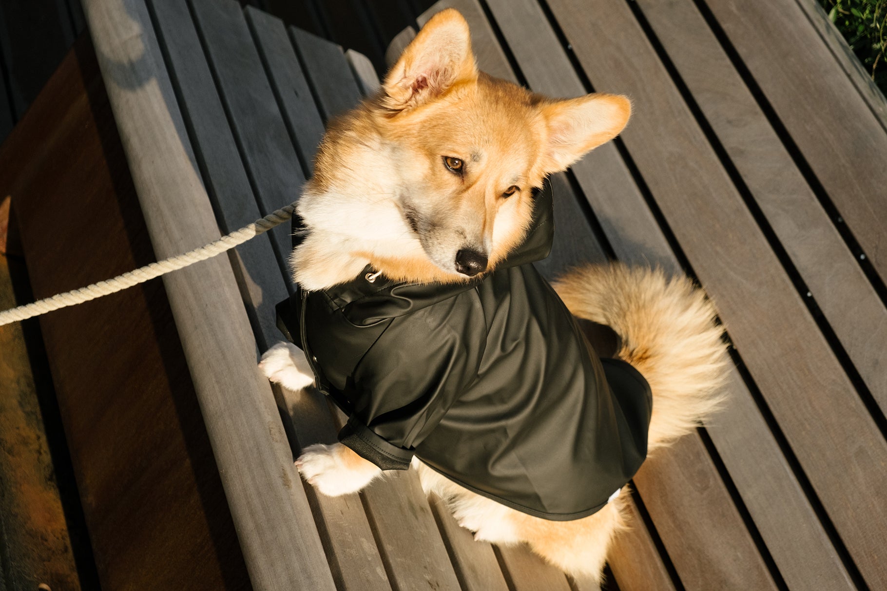 Köpek Yağmurluk - Siyah