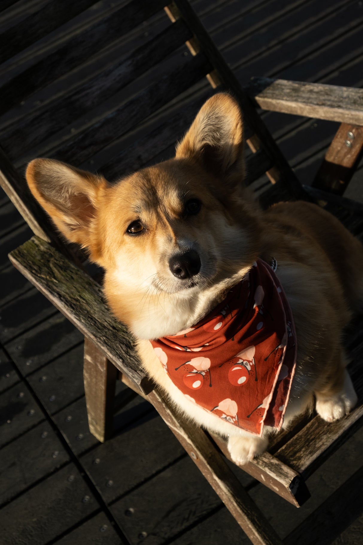 Clown Pamuk Köpek Bandana - Kırmızı