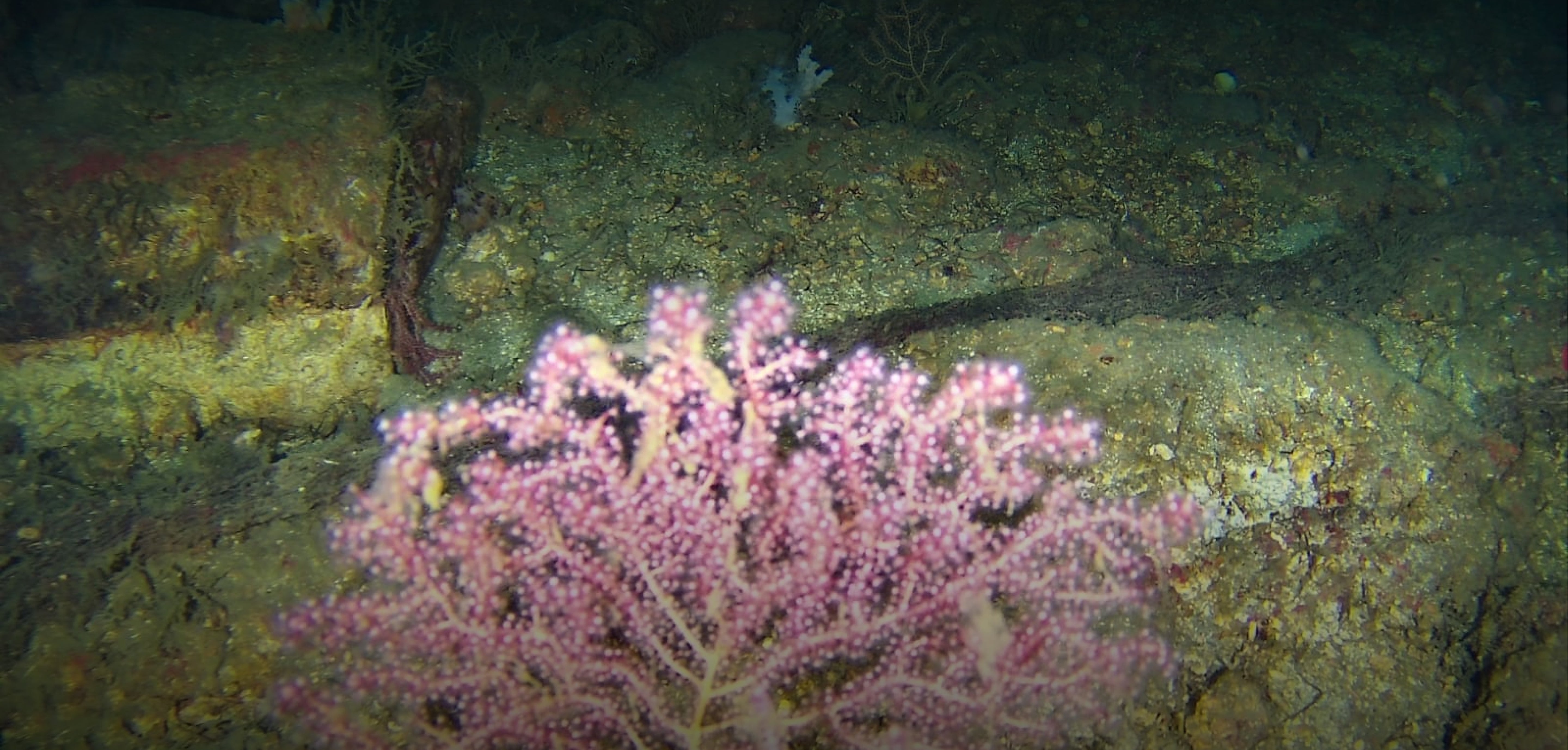 How we’re helping clean up the Marmara Sea…With an underwater drone!